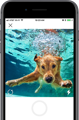 ZooPix: Where Pets go to be Social